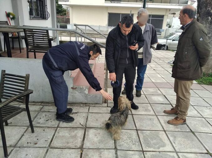 Φωτογραφία Συνεχίζονται οι έλεγχοι για τα δεσποζόμενα ζώα συντροφιάς